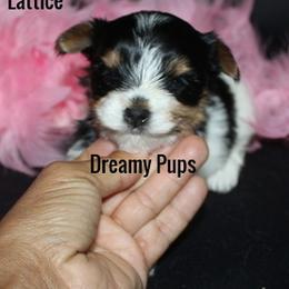 AKC Lattice SOLD - Black tan and white female Biewer Terrier puppy in Kennesaw, Georgia from Dreamy Pups