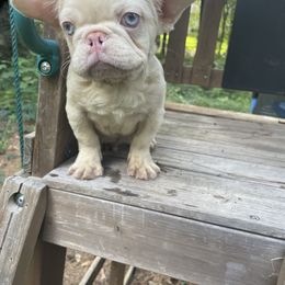 Yang - White male French Bulldog puppy in Jonesboro, Georgia from 24kt Frenchies