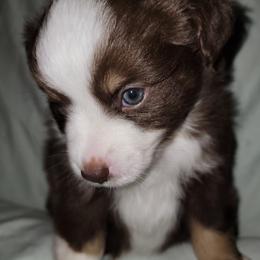Miniature Australian Shepherd Puppies from Double D's Doggie Domaine