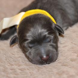 Karat - Black male Labrador Retriever puppy in Morrilton, Arkansas from Ancient Dogges Performance Dogs