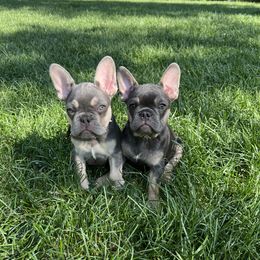 French Bulldog Puppies from Prestige French Bulldogs