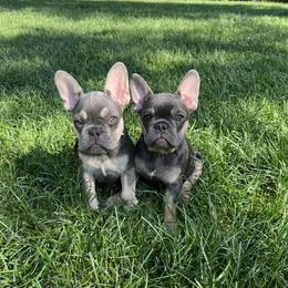 French Bulldog Puppies from Prestige French Bulldogs