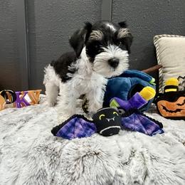 Lightning - Parti male Miniature Schnauzer puppy in St. Augustine, Florida from Ancient City Schnauzers