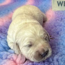 Ms Teal - Light golden Golden Retriever puppy in Denton, Texas from Farley Goldens