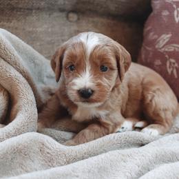 Cocoa - Apricot female Goldendoodle puppy in Atlanta, Georgia from Cedarcrest Goldendoodles
