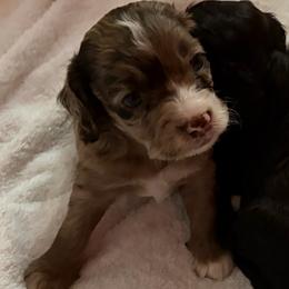 Marley - Merle male Cockapoo puppy in Lillington, North Carolina from Peace, Love, and Puppies at the Creek