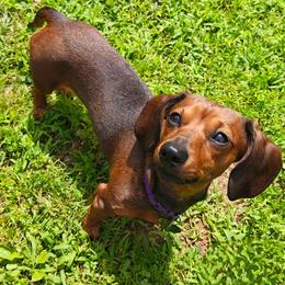 Milli - Dachshund