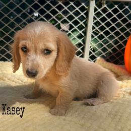 Kasey - Cream male Dachshund puppy in Slaughterville, Oklahoma from BooneDox Miniature Dachshunds