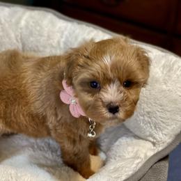 AKC Toy Red female - Wheaten female Miniature Schnauzer puppy in Calhoun, Georgia from The BrickHouse Miniature Schnauzers