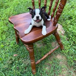 Elliot - Black brindle and white male Boston Terrier puppy in London, Kentucky from Puppy Love
