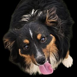 Tinsel - Black tri male Toy Australian Shepherd puppy in Snowflake, Arizona from Halfpint Aussies