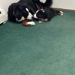 Bernese Mountain Dog Puppies from Willow Tree Berners