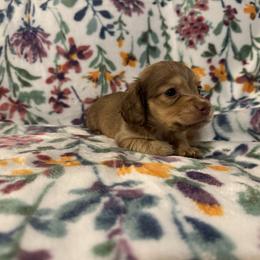 Lucy AKC - Cream female Dachshund puppy in Magnolia, Texas from J&R Macias Dachshunds