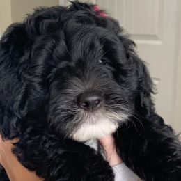 Pink - Sheepadoodle puppy from Riley Grace Puppies