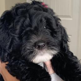 Pink - Sheepadoodle puppy from Riley Grace Puppies