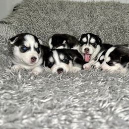 Maltese and Siberian Husky Puppies from Nyx’s Pack