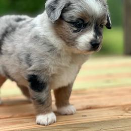 Snow White - Blue merle female Miniature Australian Shepherd puppy in Doddridge, Arkansas from Huddleston Farm