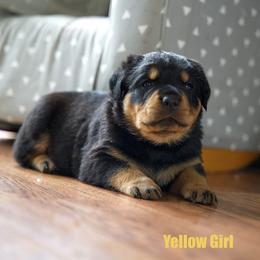 Yellow Girl - Black and mahogany female Rottweiler puppy in Vallejo, California from TrenchtownRotties