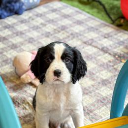 English Springer Spaniel Puppies from Butterfield Trail Farm