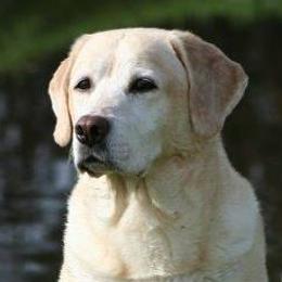 Labrador Retrievers from Sundowners-Dreamriver