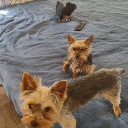 Yorkshire Terriers from Angie's Yorkies