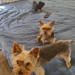 Yorkshire Terriers from Angie's Yorkies