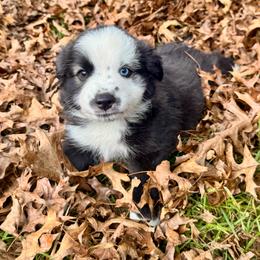 Willie - Black tri-color male Australian Shepherd puppy in Hogansville, Georgia from Blue Creek Farm