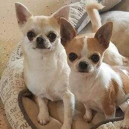 Chihuahuas from Chihuahua's On Dorell