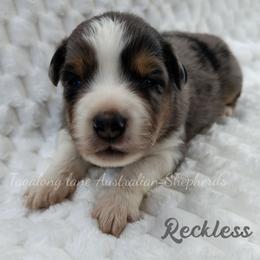 Reckless - Blue merle male Miniature Australian Shepherd puppy in Muskogee, Oklahoma from Tagalong Lane Australian shepherds