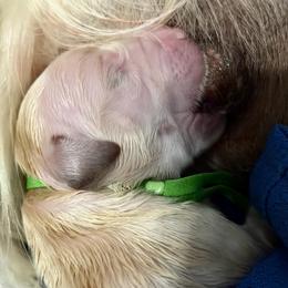Franklin (green collar) - Light golden male Golden Retriever puppy in Gainesville, Florida from Heart and Soul Dog Breeding, Inc.
