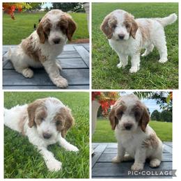 Cream and Red Parti Girl - Parti female Goldendoodle puppy in Lancaster, South Carolina from Silver Hill Farm SC