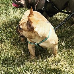 Khali - French Bulldog