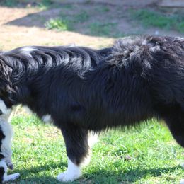 Moo Cow - Miniature Australian Shepherd