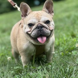 Biscotti - French Bulldog