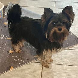 Lily - Yorkshire Terrier