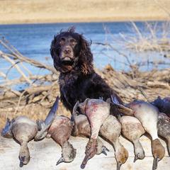 Boykin Spaniels from Able Elite Canines