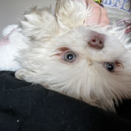 Pekingese Puppies from TXNVGALPEKES