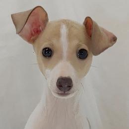 Italian Greyhound Puppies from Alura Italian Greyhounds