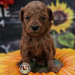 Cooper - Red  male Poodle puppy in Salem, Missouri from Meadowbrook Poodles