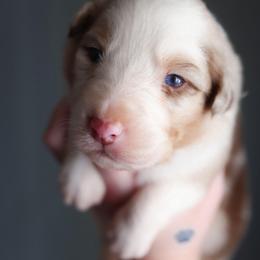 Canyon - Red merle male Australian Shepherd puppy in Georgetown, Texas from River Reign Australian Shepherds