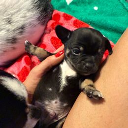 AKC BOY 1 - Black and tan male Chihuahua puppy in Anoka, Minnesota from Anoka County MN AKC Chihuahuas