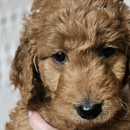 Purple Collar Female - Red  Goldendoodle puppy in Willis, Texas from Doodle Family