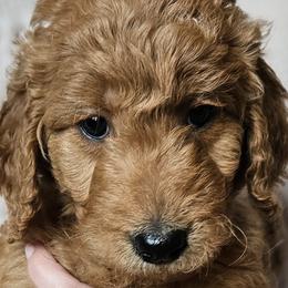 Purple Collar Female - Red  Goldendoodle puppy in Willis, Texas from Doodle Family