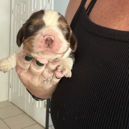 Mater - Chocolate male Cavalier King Charles Spaniel puppy in Spring Hill, Florida from Wonderland Cavaliers