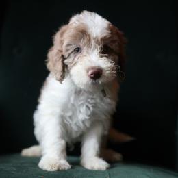 Charlie - male Aussiedoodle puppy in Redding, California from Farmstead Doodles