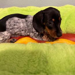 Spirit - Piebald male Dachshund puppy in Irving, Texas from DFW Dachshunds by G & S