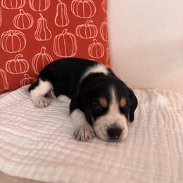 Nibble (blue boy) - Black tan and white male Beagle puppy in Rocklin, California from Whitney Ranch Beagles