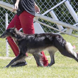 Fire - Silken Windhound
