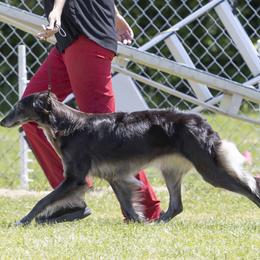 Fire - Silken Windhound