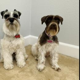 Miniature Schnauzer puppies from Valdez Mini Schnauzers